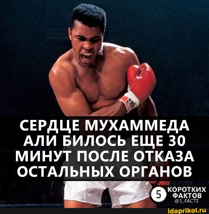 СЕРДЦЕ МУХАММЕДА АЛИ БИЛОСЬ ЕЩЕ 30
МИНУТ ПОСЛЕ ОТКАЗА ОСТАЛЬНЫХ ОРГАНОВ
КОРОТКИХ ФАКТОВ