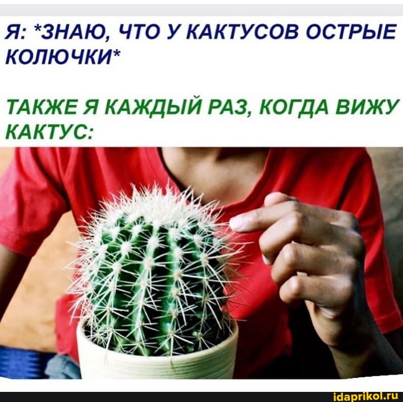 Я: *ЗНАЮ, ЧТО У КАКТУСОВ ОСТРЫЕ КОЛЮЧКИ*
ТАКЖЕ Я КАЖДЫЙ РАЗ, КОГДА ВИЖУ КАКТУС: