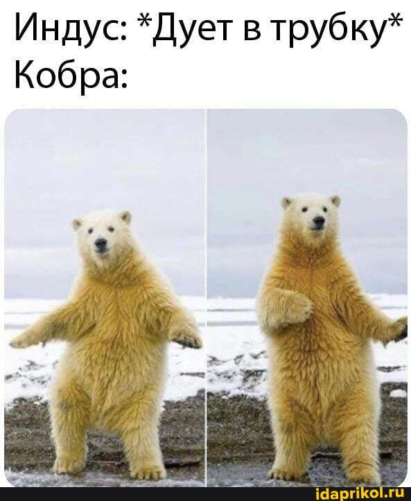 Индус: *Дует в трубку*
Кобра: