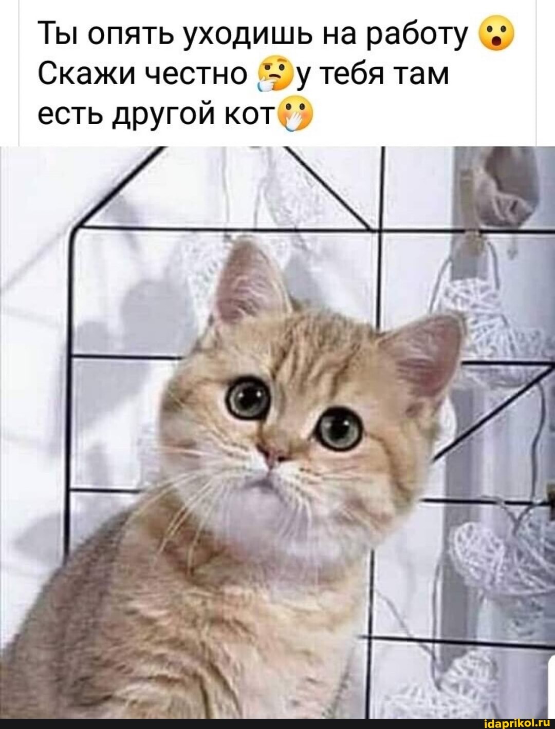 Ты опять уходишь на работу
Скажи честно Фу тебя там есть другой кот@