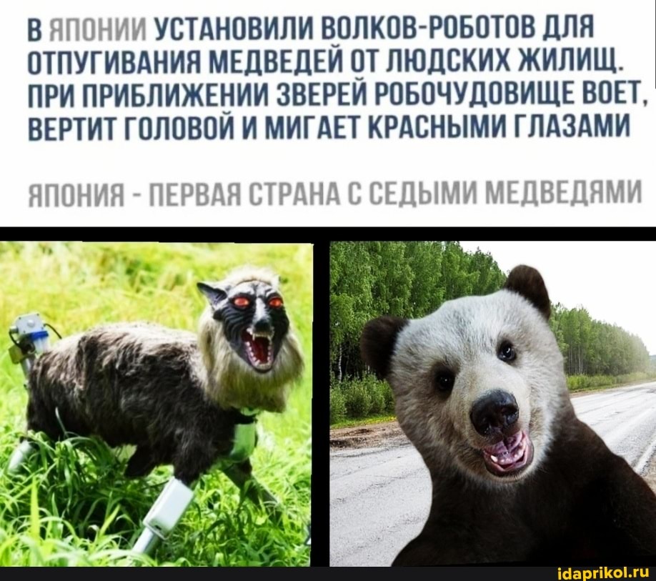 УСТАНОВИЛИ ВОЛКОВ-РОБОТОВ ДЛЯ ОТПУГИВАНИЯ МЕДВЕДЕЙ ОТ ЛЮДСКИХ ЖИЛИЩ.
ПРИ ПРИБЛИЖЕНИИ ЗВЕРЕЙ РОБОЧУДОВИЩЕ ВОЕТ,
ВЕРТИТ ГОЛОВОЙ И МИГАЕТ КРАСНЫМИ ГЛАЗАМИ
ПЕРВАЯ