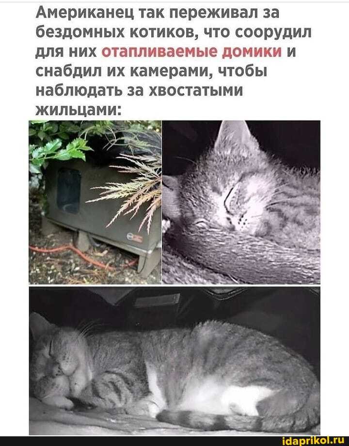Американец так переживал за бездомных котиков, что соорудил для них отапливаемые домики и снабдил их камерами, чтобы наблюдать за хвостатыми жильцами: