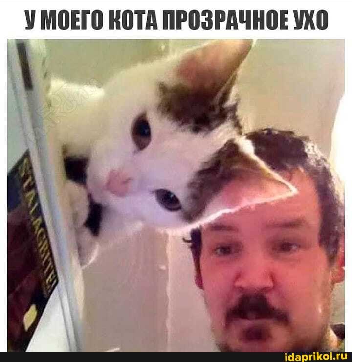 УМОЕГО КОТА ПРОЗРАЧНОЕ УХО