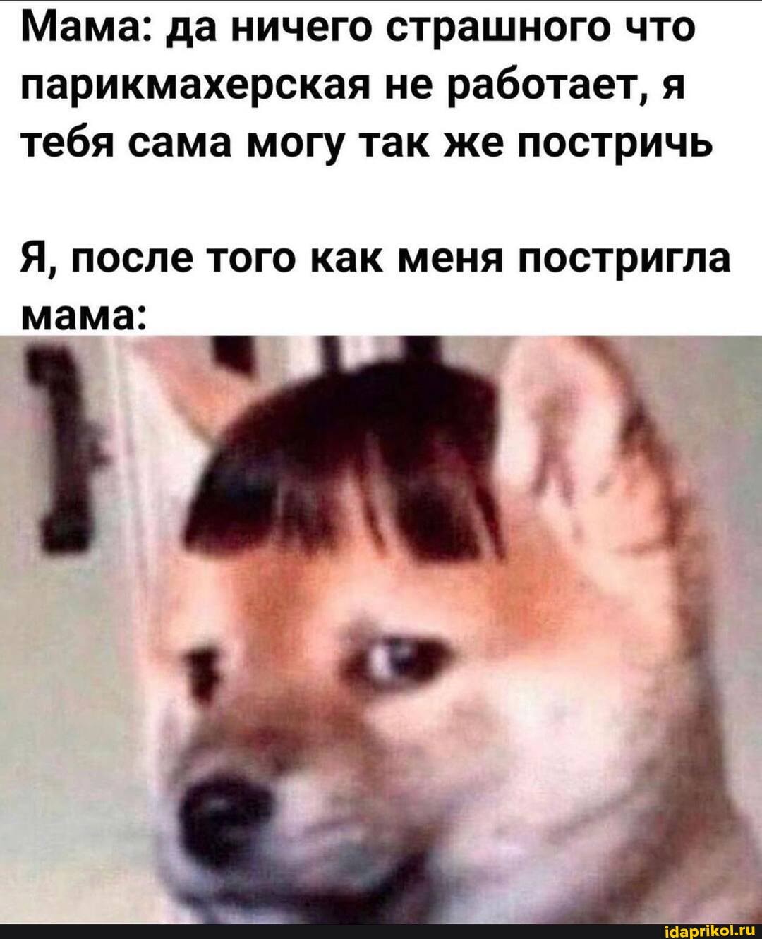 Мама: да ничего страшного что парикмахерская не работает, я тебя сама могу так же постричь
Я, после того как меня постригла мама: