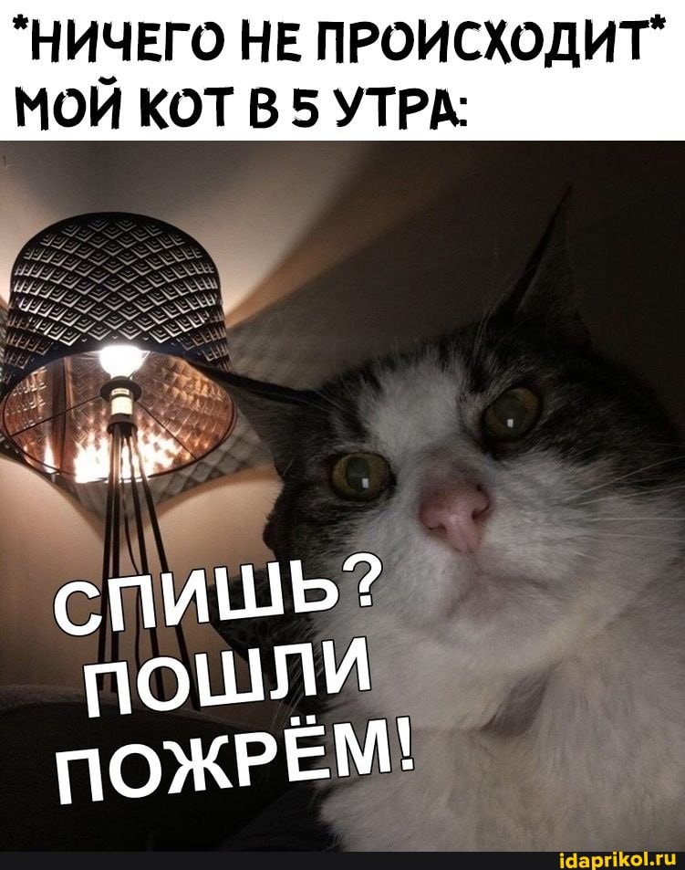 "НИЧЕГО НЕ ПРОИСХОДИТ"
МОЙ КОТ В 5 УТРА:
ПОЖРЕМ