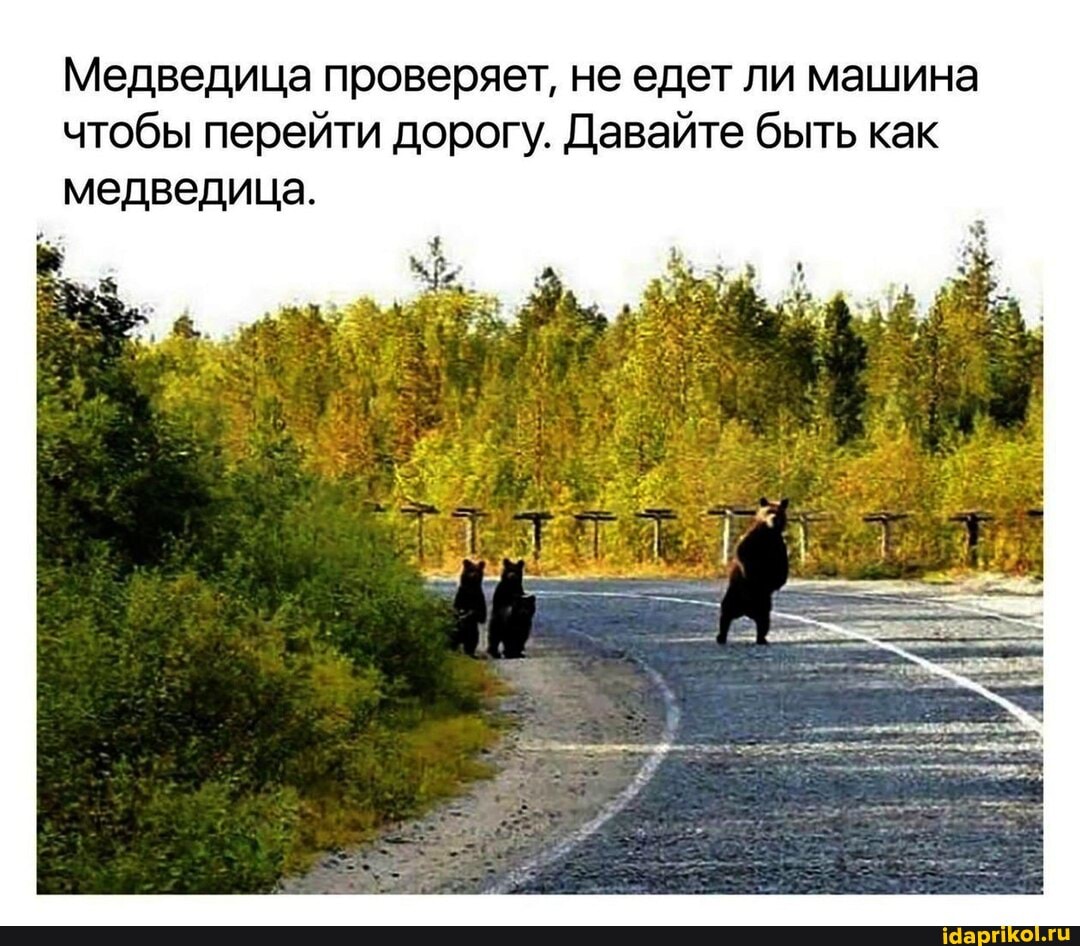 Медведица проверяет, не едет ли машина чтобы перейти дорогу. Давайте быть как медведица.