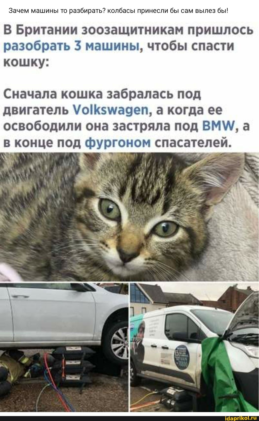 Зачем машины то разбирать? колбасы принесли бы сам вылез бы!
В Британии зоозащитникам пришлось разобрать машины, чтобы спасти кошку:
Сначала кошка забралась под
двигатель а когда ее освободили она застряла под ВМ\/, а в конце под фургоном спасателей
