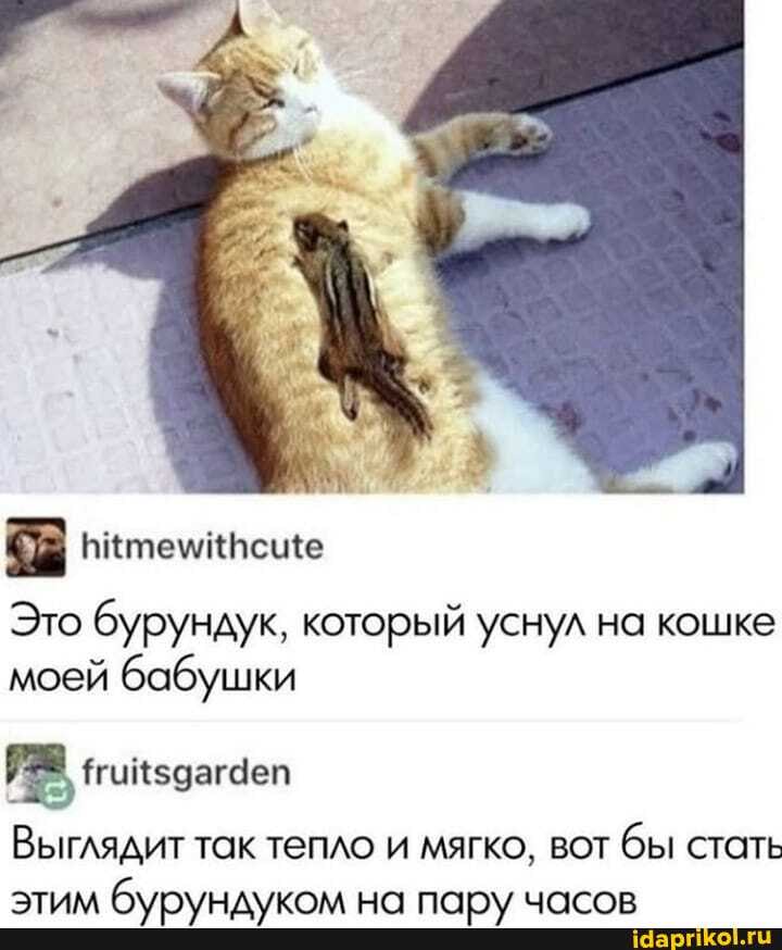 Это бурундук, который уснул на кошке моей бабушки
Выглядит так тепло и мягко, вот бы стать
5ТАКА че палчча'