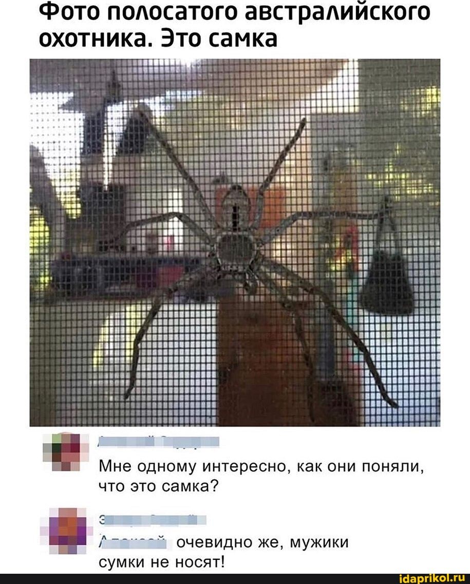 Фото полосатого австралийского
охотника. Это самка Мне одному интересно, как они поняли,
что это самка?
очевидно же, мужики
сумки не носят!