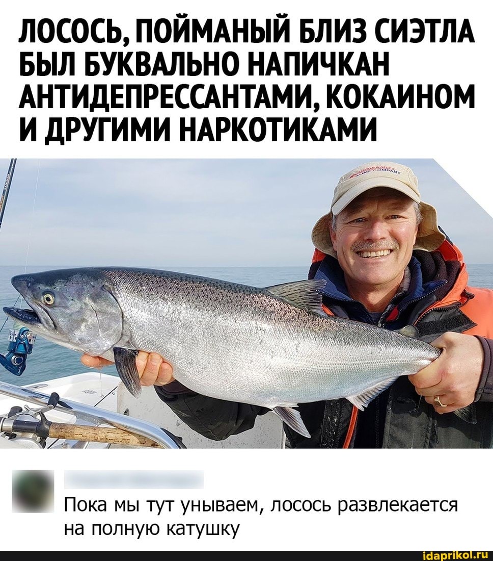ЛОСОСЬ, ПОЙМАНЫЙ БЛИЗ СИЭТЛА БЫЛ БУКВАЛЬНО НАПИЧКАН АНТИДЕПРЕССАНТАМИ, КОКАИНОМ И ДРУГИМИ НАРКОТИКАМИ
Пока мы тут унываем, лосось развлекается на полную катушку