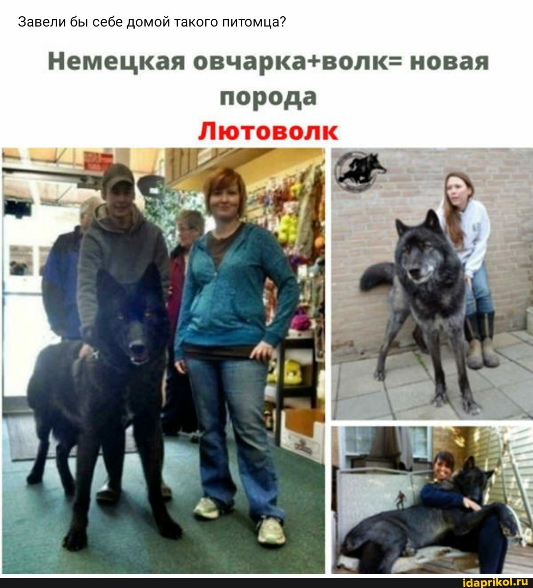Завели бы себе домой такого питомца?
Немецкая новая порода
Лютоволк