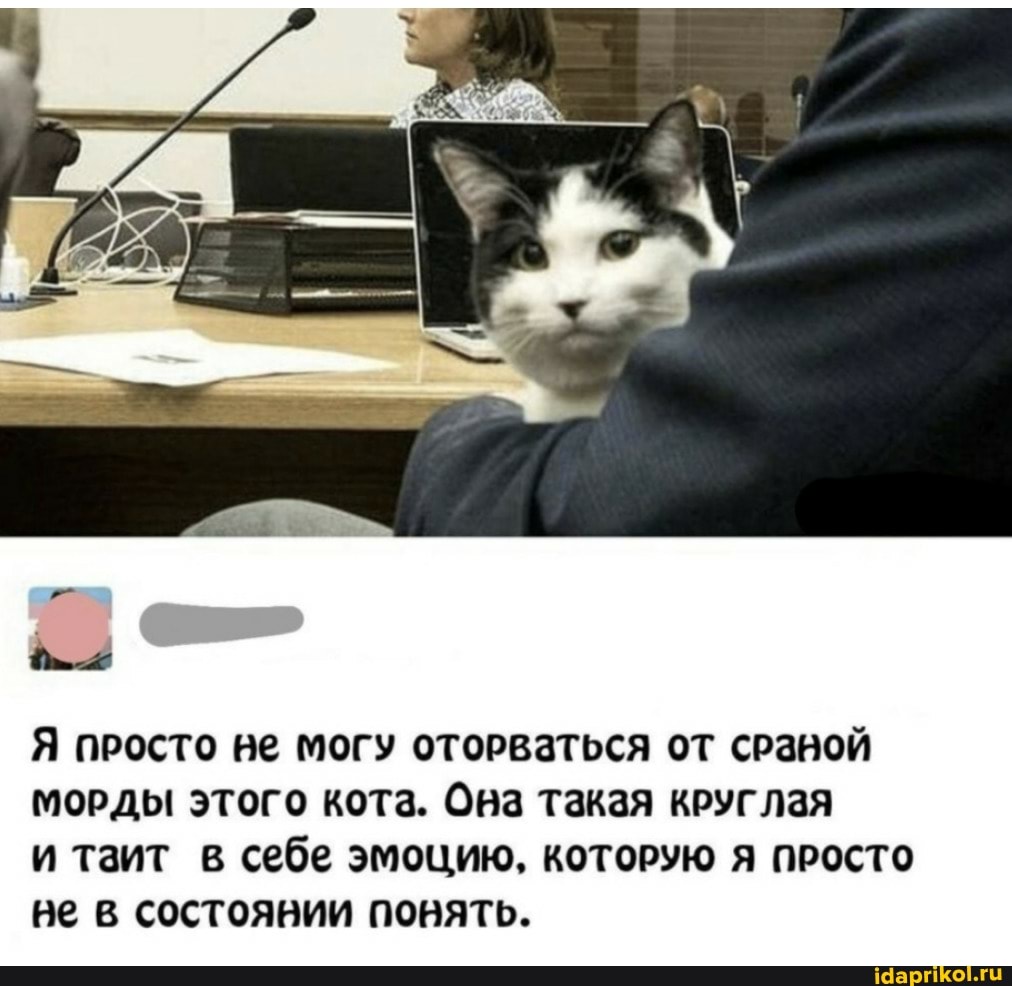 Я просто не могу оторваться от сраной морды этого кота. Она такая круглая
и таит в себе эмоцию, которую я просто не в состоявии понять.