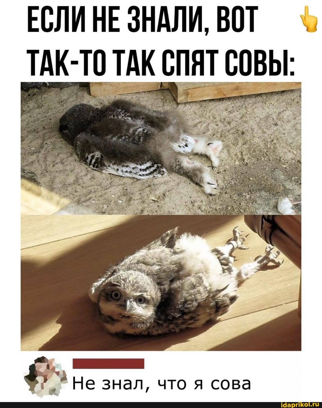 ЕСЛИ НЕ ЗНАЛИ, ВОТ ТАК- ТАК СПЯТ СОВЫ:
Не знал, что я сова