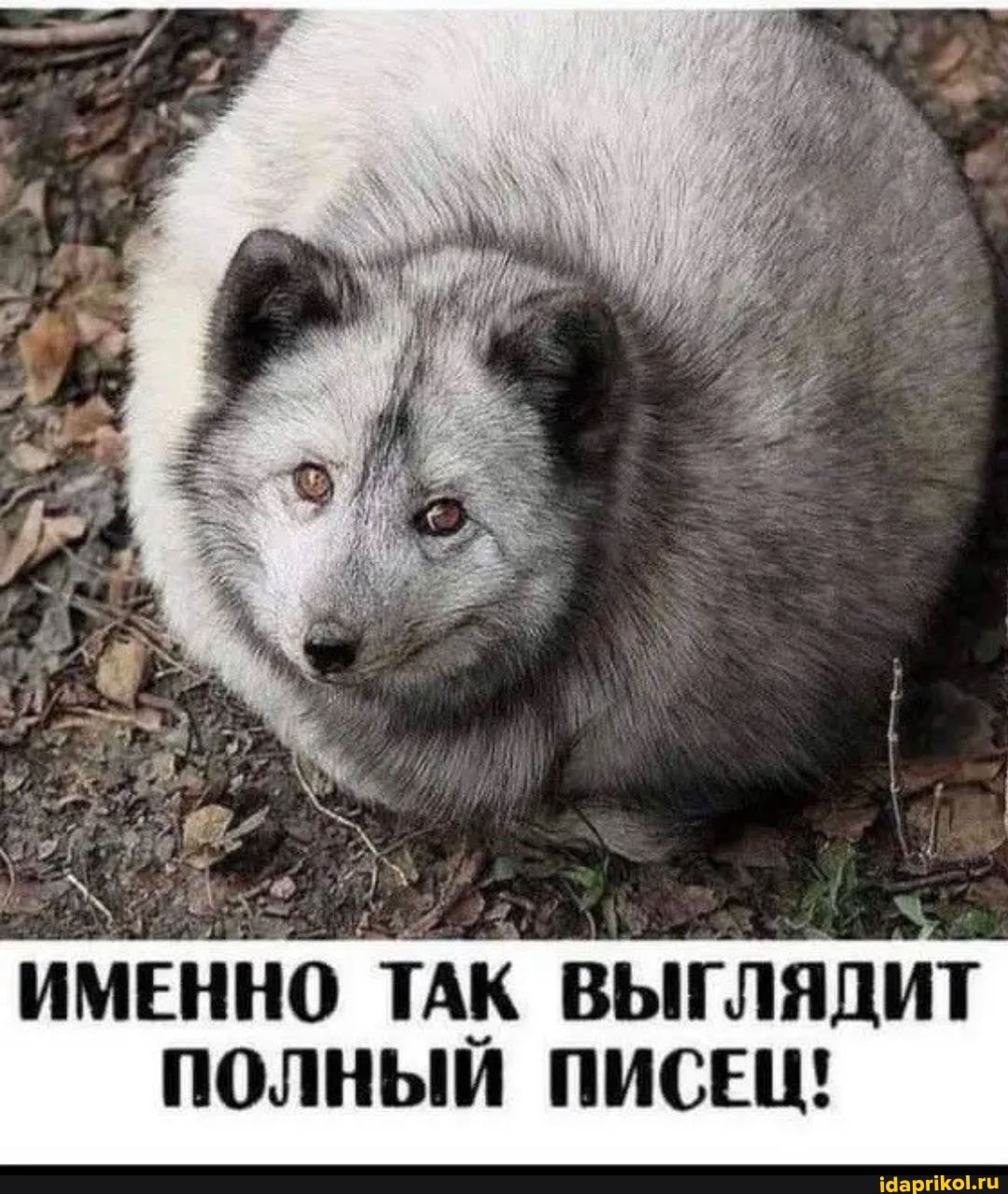 ИМЕННО ТАК ВЫГЛЯДИТ ПОЛНЫЙ ПИСЕЦ!