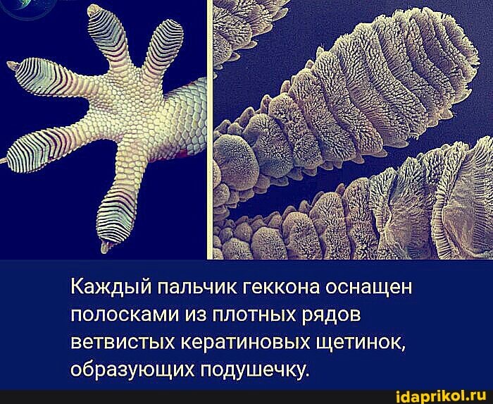 Каждый пальчик геккона оснащен полосками из плотных рядов ветвистых кератиновых щетинок, образующих подушечку.