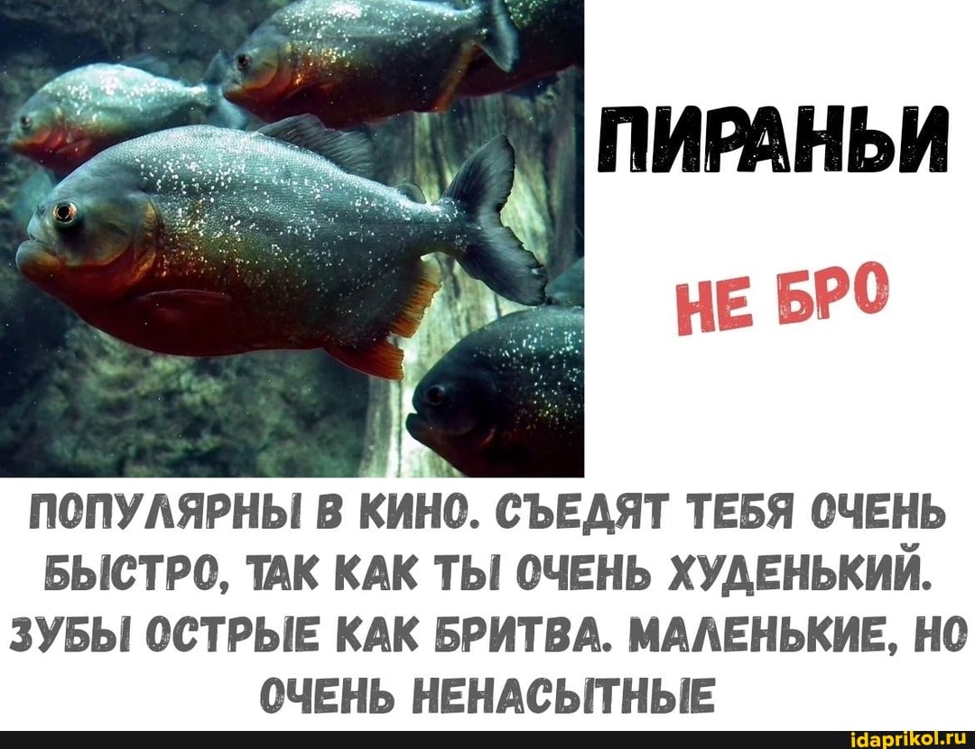 ПОПУЛЯРНЫ В КИНО. СЪЕДЯТ ТЕБЯ ОЧЕНЬ БЫСТРО, ТАК КАК ТЫ! ОЧЕНЬ ХУДЕНЬКИЙ.
ЗУБЫ ОСТРЫЕ КАК БРИТВА. МАЛЕНЬКИЕ, НО ОЧЕНЬ НЕНАСЫТНЫЕ