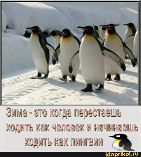 Зима - это когда перестаешь ходить как человек и начинаешь ходить как пингвин
