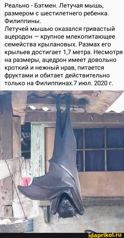 Реально - Бэтмен. Летучая мышь, размером с шестилетнего ребенка.
Филиппины.
Летучей мышью оказался гривастый ацеродон - крупное млекопитающее семейства крылановых. Размах его крыльев достигает 1,7 метра. Несмотря на размеры, ацедрон имеет довольно кроткий и нежный нрав, питается фруктами и обитает действительно только на Филиппинах. июл. 2020 г.