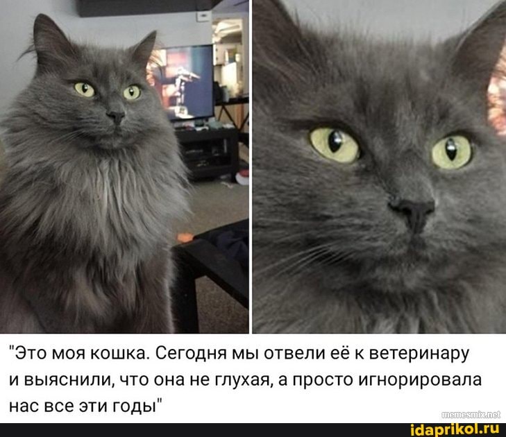 "Это моя кошка. Сегодня мы отвели её к ветеринару
и выяснили, что она не глухая, а просто игнорировала