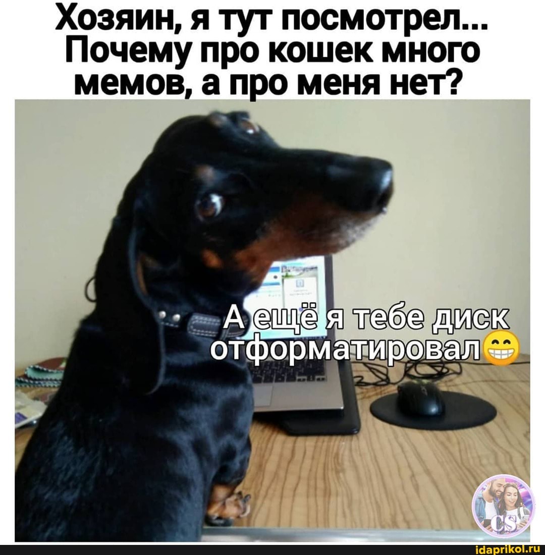 Хозяин, я тут посмотрел...
Почему про кошек много мемов, а про меня нет?
отформатировал